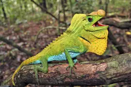 Rompecabezas reptiles