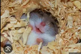 Hamster