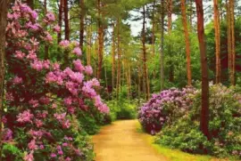 ImÃ¡genes jigsaw puzzle