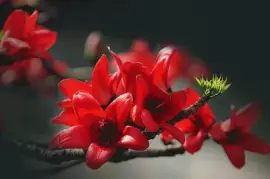 ImÃ¡genes jigsaw puzzle