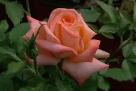 ImÃ¡genes jigsaw puzzle