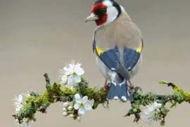 ImÃ¡genes jigsaw puzzle