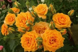 ImÃ¡genes jigsaw puzzle