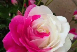 ImÃ¡genes jigsaw puzzle