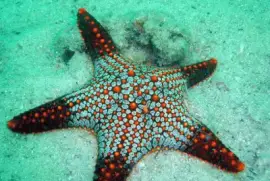 ImÃ¡genes jigsaw puzzle