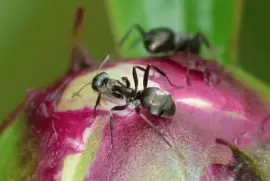 ImÃ¡genes jigsaw puzzle