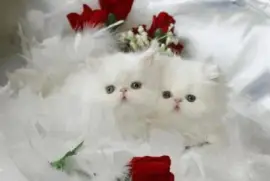 ImÃ¡genes jigsaw puzzle