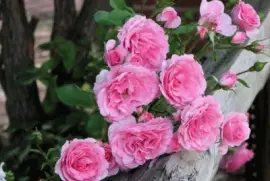 ImÃ¡genes jigsaw puzzle