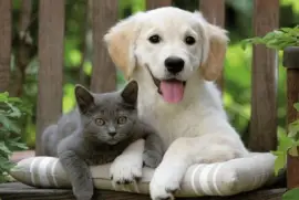 פאזל של ImÃ¡genes