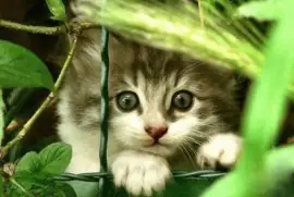 פאזל של ImÃ¡genes