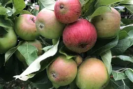 Ripening apples in July