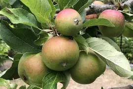 Green apples in July