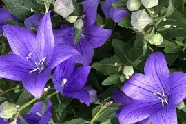 Balloon flowers/Chinese bellflowers