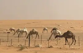 Camellos en Arabia jigsaw puzzle