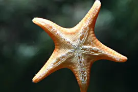 stella jigsaw puzzle