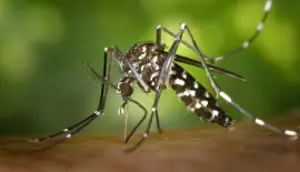 AEDES AEGYPTI