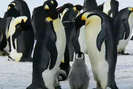 PINGUINS