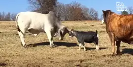 Goat and Cow