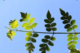 עלה עולה jigsaw puzzle