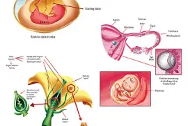 Puzzle Perkembangbiakan Makhluk Hidup
