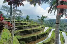 פאזל של Rizières Bali Nord
