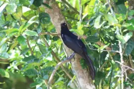 פאזל של ImÃ¡genes