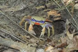 פאזל של ImÃ¡genes