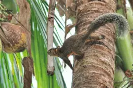 פאזל של ImÃ¡genes