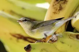 פאזל של ImÃ¡genes