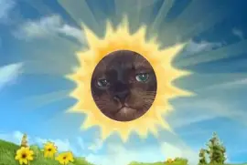 Gato sol