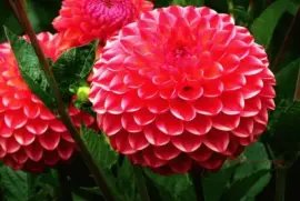 פאזל של ImÃ¡genes