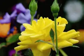 פאזל של ImÃ¡genes