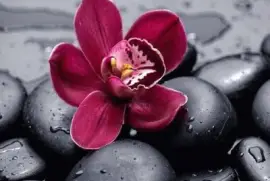 פאזל של ImÃ¡genes