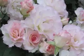 פאזל של ImÃ¡genes