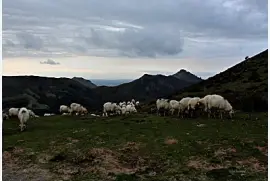 פאזל של brouteuses de l 'Artzamendi
