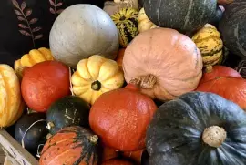 Pile of pumpkins   gourds