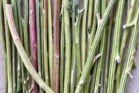 Striped stems: Fat Hen