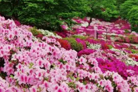 פאזל של ImÃ¡genes