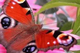 פאזל של ImÃ¡genes