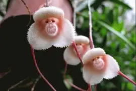 פאזל של ImÃ¡genes