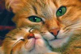 פאזל של ImÃ¡genes