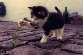 פאזל של ImÃ¡genes