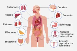 ÓRGANOS DEL CUERPO