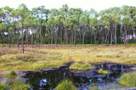 פאזל של Les Tourbières de Mees