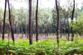 פאזל של Les Tourbières de Mees