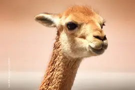 Rompecabezas de una Vicuña