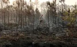 פאזל של Forêt brulée à Landiras