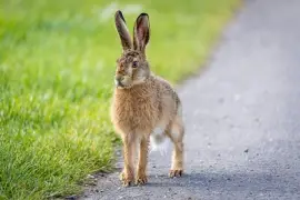 Brown Hare