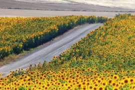 Caminho de Girasol