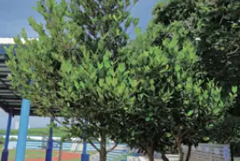 פאזל של 柯蜻蜓